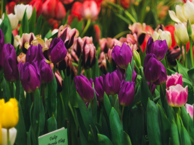 Фото Выставка тюльпанов Мечты о весне