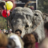 Фото Цирковой парад слонов