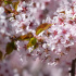 В Ботаническом саду Петра Великого начала цвести сакура