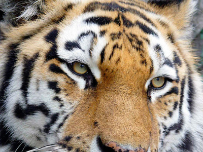 Фото День тигра в Ленинградском зоопарке