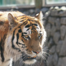 Фото День тигра в Ленинградском зоопарке
