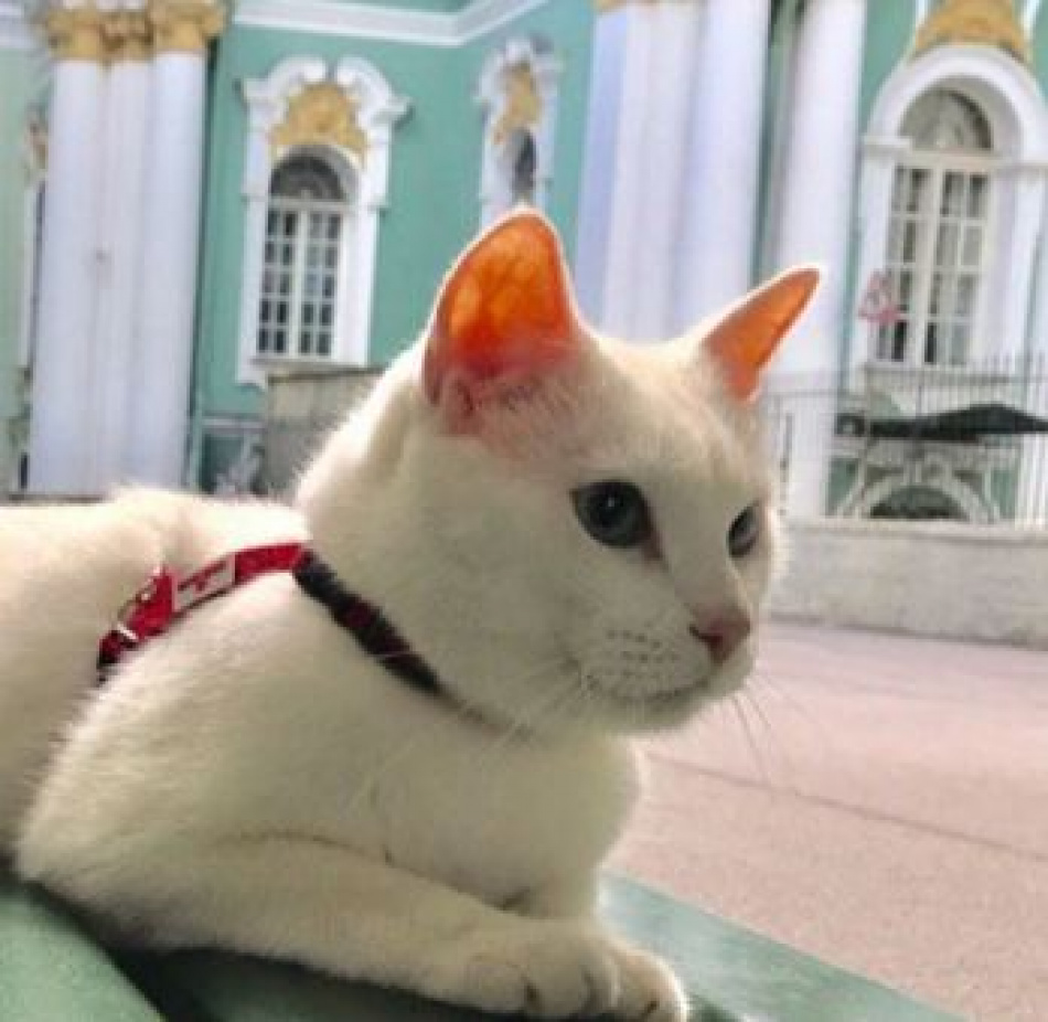 Кот Ахилл выбрал себе хозяина