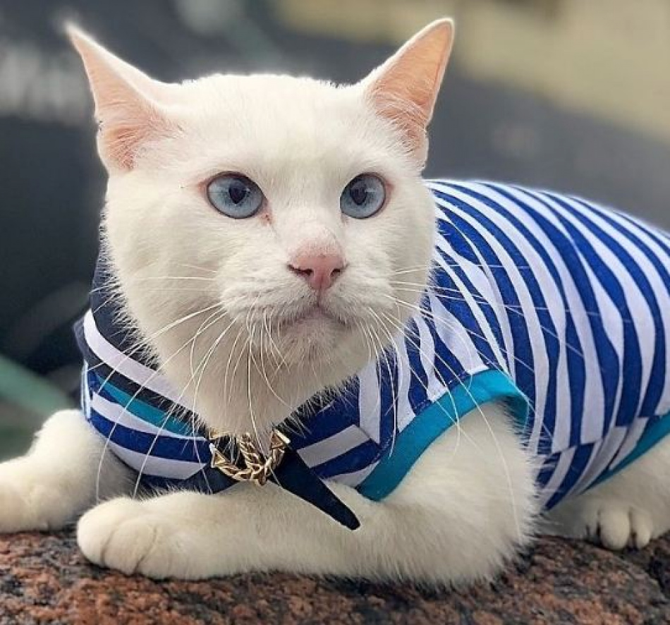 Кота Ахилла одели в тельняшку