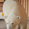 Фото День защиты животных в Ленинградском зоопарке