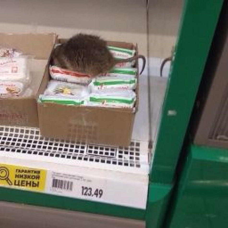 В "Окее" заметили крысу на прилавке с творогом