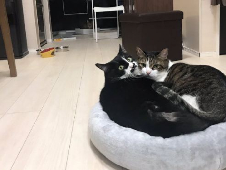 Поющий грузинские песни кот оказался не из Петербурга