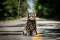 Фото Кладбище домашних животных