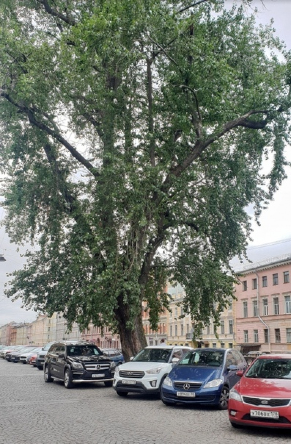 На самых старых деревьях Петербурга установят таблички с возрастом