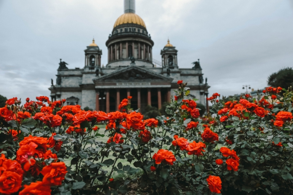 В Северной столице начали высаживать шиповник, сирень и розы