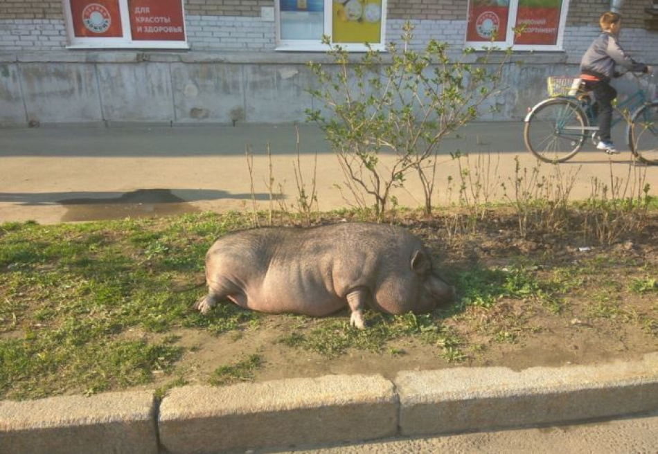 В центре Петербурга под кустом спала упитанная свинья Варя