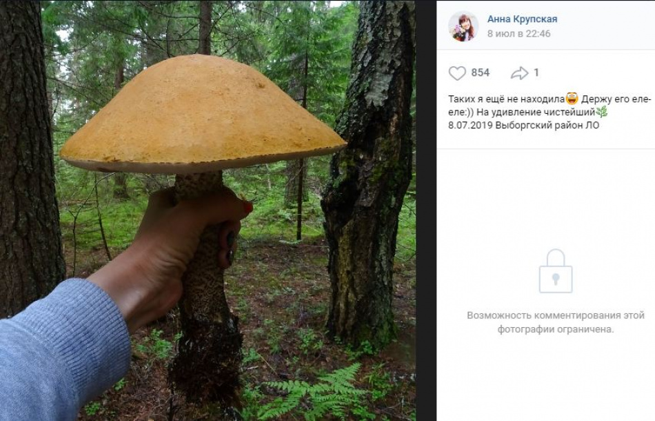 В Выборгском районе нашли подосиновик-гигант