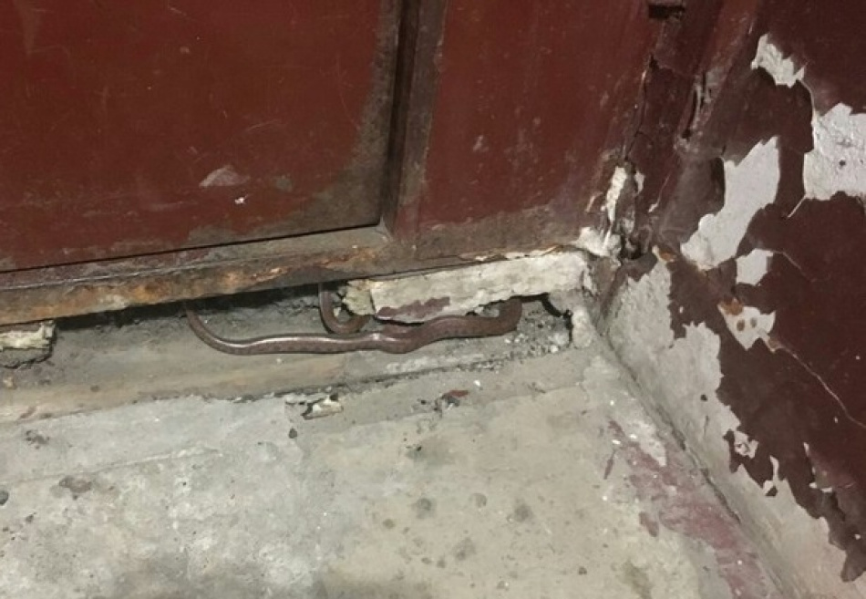 В центре Петербурга горожан напугала большая змея