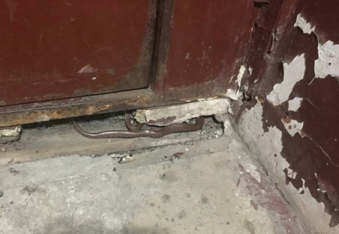 В центре Петербурга горожан напугала большая змея