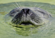 Проворного тюленя-путешественника вновь заметили в Петербурге