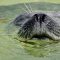 Серого тюлененка из поселка Вистино отпустили в свободное плавание