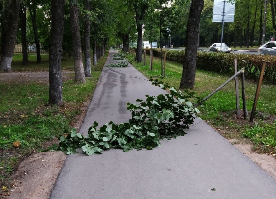 Дуэт вандалов отдадут под суд за поломанные липы в Красном Селе