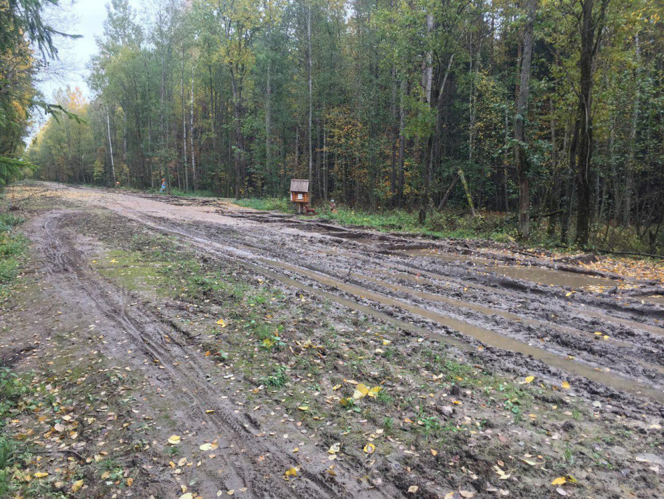 Прогулочную дорогу в Ржевском лесопарке обещают восстановить к концу осени