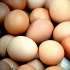 Минсельхоз заявил, что в России возможно кратковременное подорожание мяса и яиц