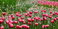 В парках и скверах Петербурга распустились первые тюльпаны