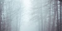Новая неделя начнется в Ленобласти с тумана и мокрого снега