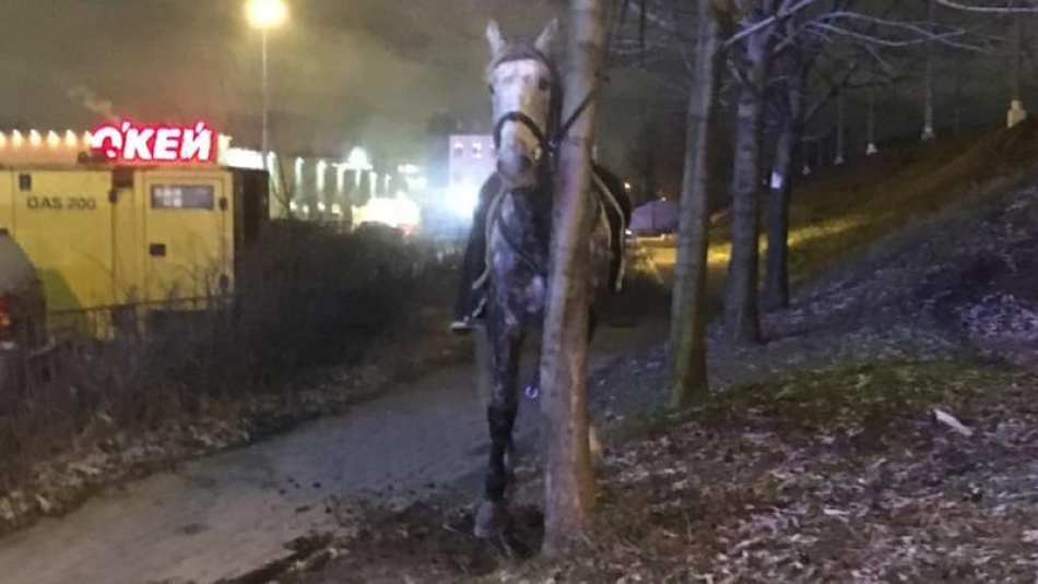 В центре Петербурга лошадь сбросила наездницу и ускакала на юг