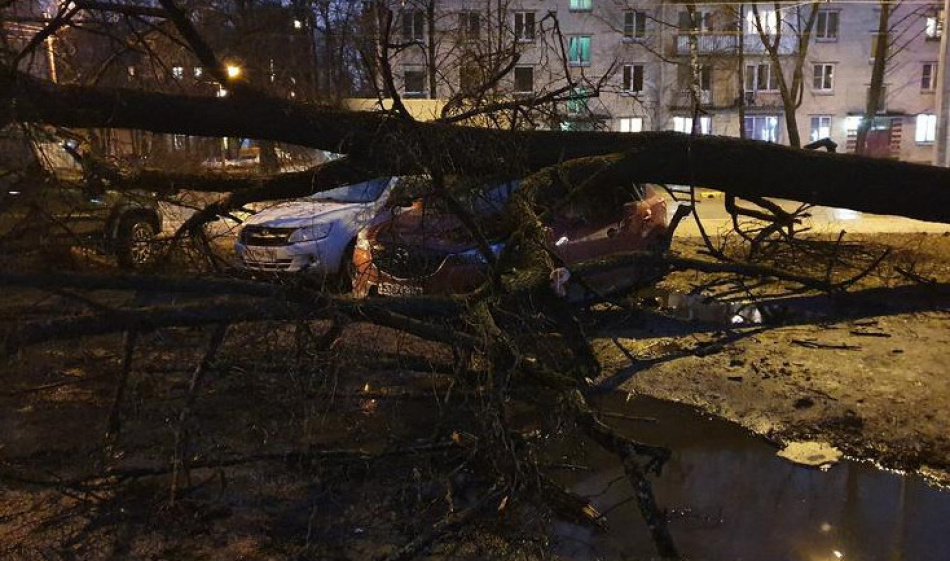 Полсотни крыш и десятки деревьев: в Петербурге продолжают подводить итоги шторма