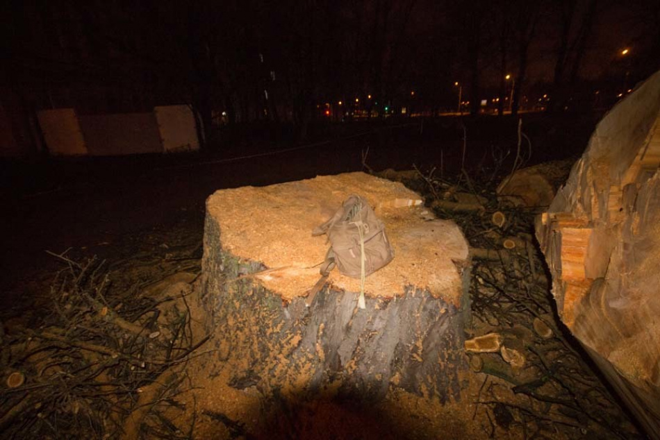 В Смольном рассказали, почему пришлось срубить столетний тополь на Петроградке