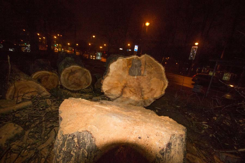 Столетний тополь уничтожили у Лопухинского сада на Петроградке