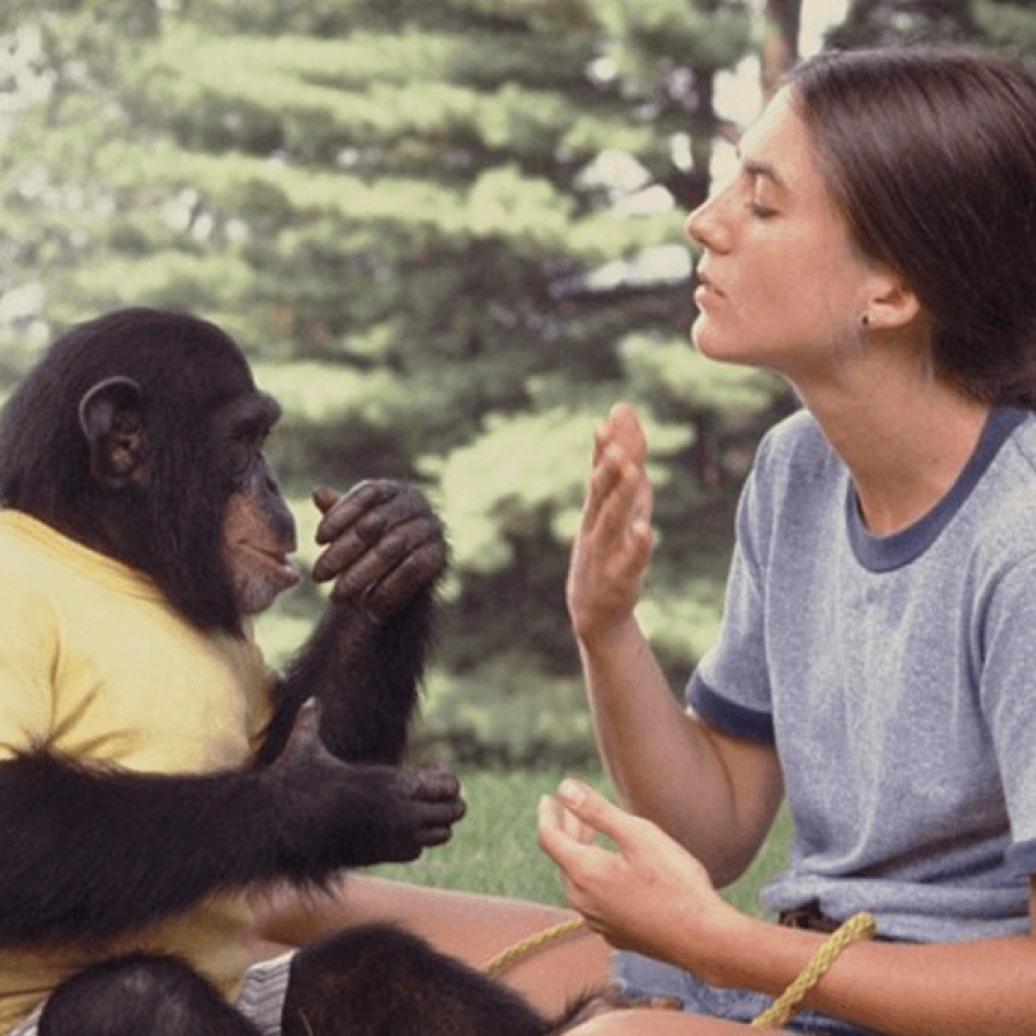 Человек примат. Шимпанзе. Скрещивание обезьян с людьми. Шимпанзе отличается от человека