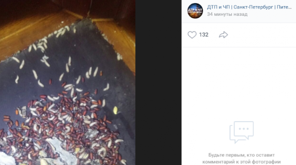 В соцсетях петербурженка рассказала о двухлетнем соседстве с трупом и опарышами