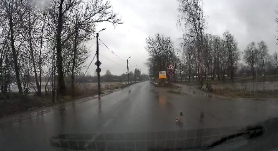 В Красном селе утки регулярно нарушают ПДД