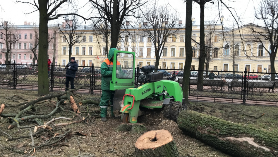 В центре Петербурга массово вырубают клены и вязы