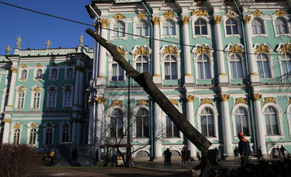 Больной вяз спилили во дворе Зимнего дворца