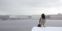 В воскресенье уровень воды в Неве вырос почти в два раза В воскресенье уровень воды в Неве вырос почти в два раза