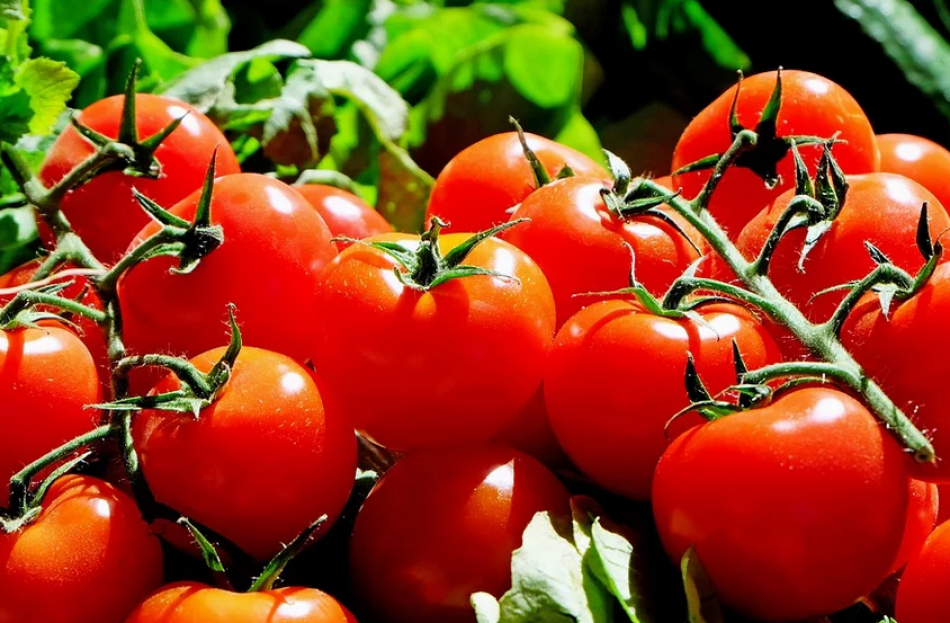 Марокканские томаты с молью не пустили на прилавки Петербурга
