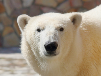 Фото Международный день белого медведя в Зоопарке