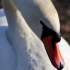 Стая лебедей-кликунов осталась на зимовку в Ленобласти на озере Вуокса