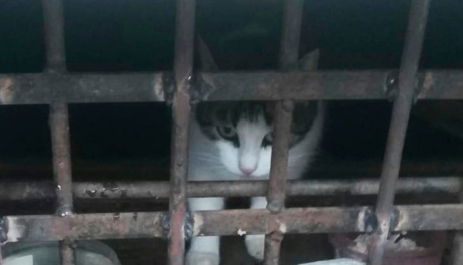 Кошек с котятами «замуровали» в подвале пятиэтажки на Энгельса