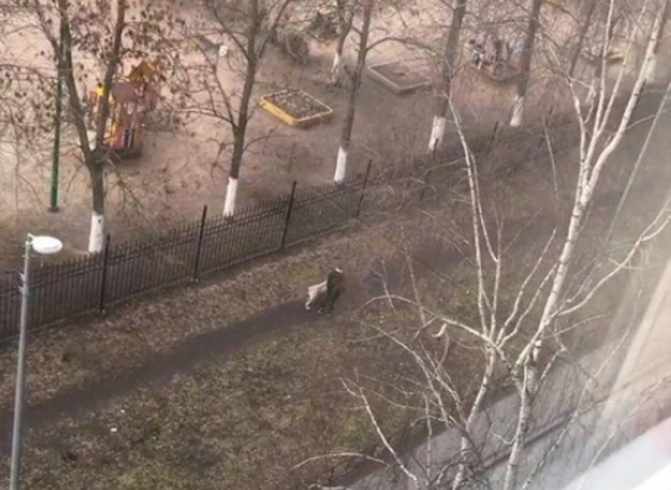 Во дворах на Комендантском выгуливали львицу на поводке