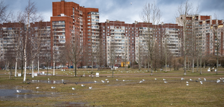 В парке 300-летия обнаружили множество чаек