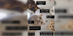 Вставай, мы всё уронили: топ мемов про Наташу и котов Вставай, мы всё уронили: топ мемов про Наташу и котов
