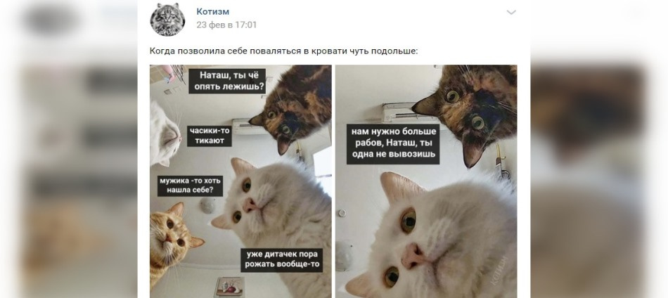 Котизм телеграмм. Мемы с котами. Кот Мем. Мемы про котов. Наташа и коты мемы.