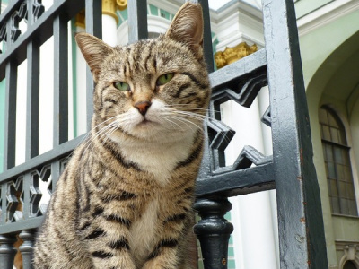 Фото Онлайн-посещение котов Эрмитажа