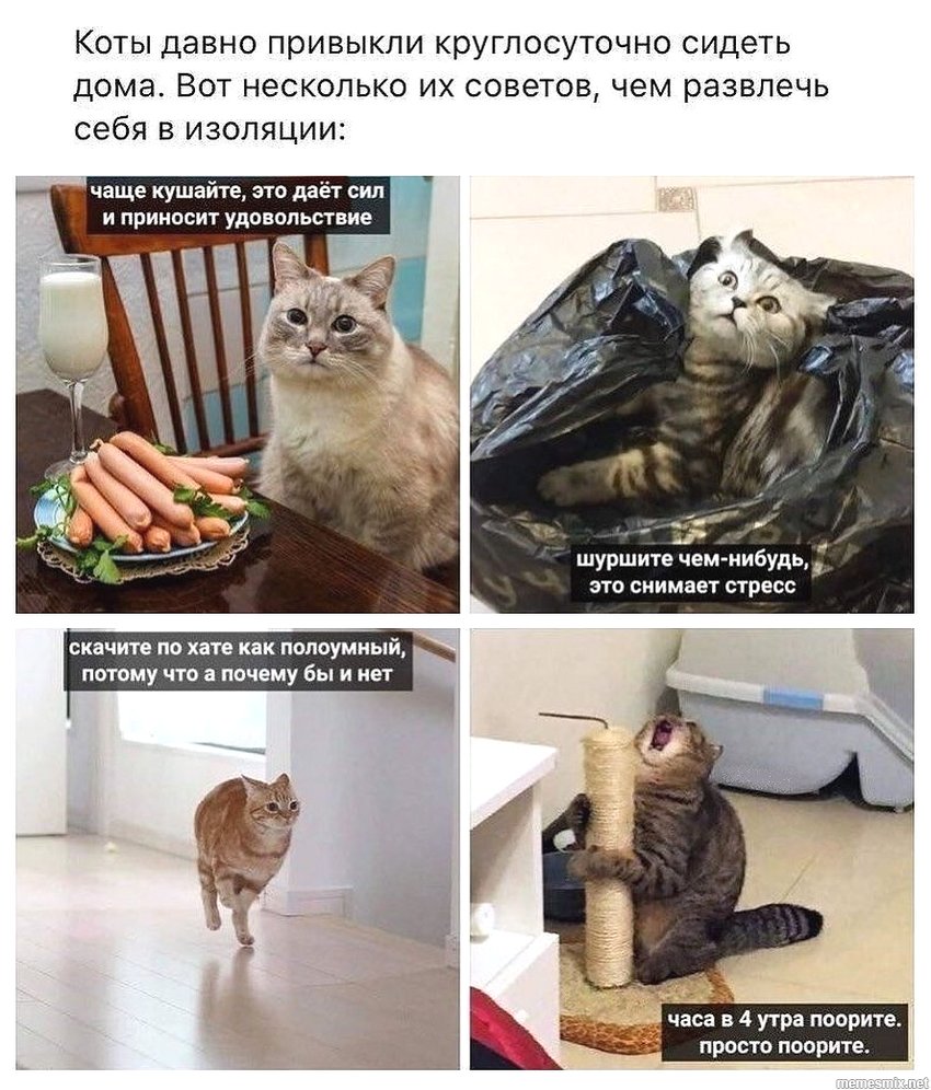 Мемы про карантин с котами