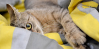 Домашние психопаты: ученые рассказали о привычках кошек