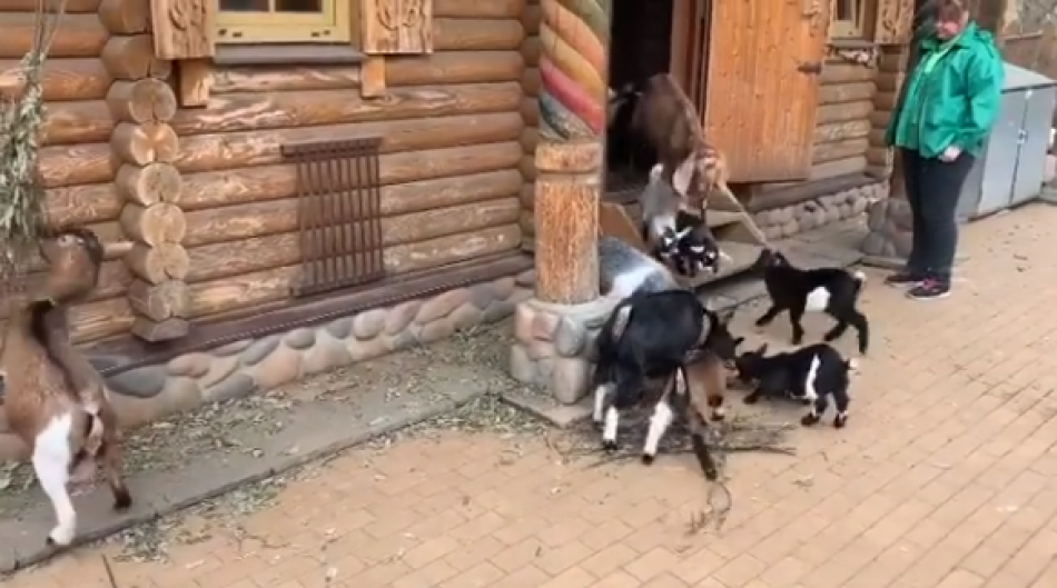 В Instagram Ленинградского зоопарка появилась запись прогулки молодых козлят