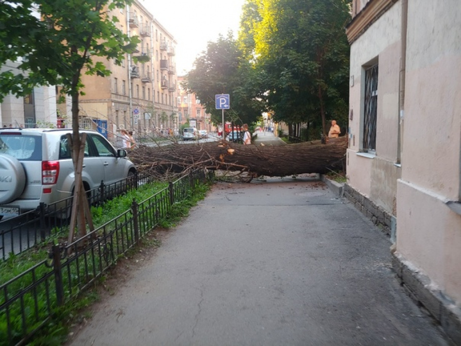 В историческом центре Петербурга древний тополь рухнул на тротуар