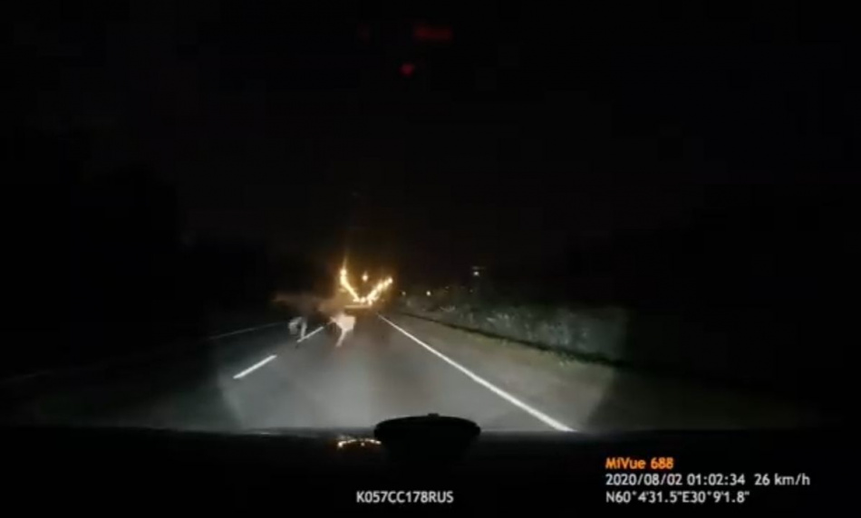 Очевидцы засняли на видео гуляющих по петербургской трассе лосей