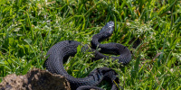 Биолог рассказал о том, как защититься от змей