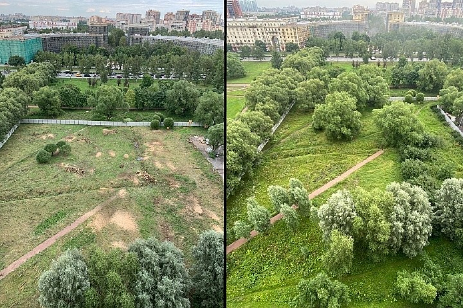 Петербуржцы пожаловались на вырубку деревьев у Пулковского парка